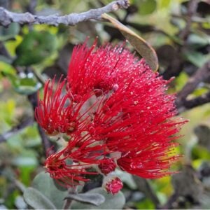 Creation, Destruction and the Living Mythology of Pele in Jungian Sandplay Therapy