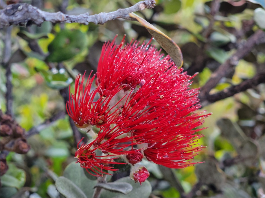 Creation, Destruction and the Living Mythology of Pele in Jungian Sandplay Therapy